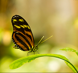 Macro, Butterfly, Photography